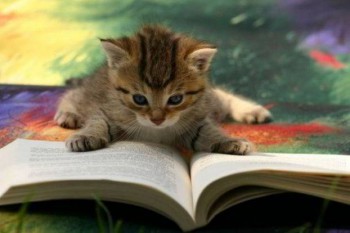 cat-reading-book