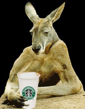 kangaroo-starbucks