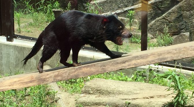 タスマニアデビルのお披露目会で、多摩動物公園に行ってきた