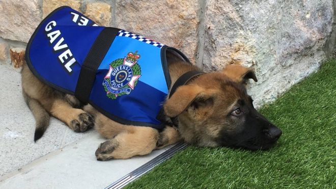 オーストラリア ライフスタイル＆ビジネス研究所：警察犬学校で落第したガベルを待ち受けていた、まさか！の大出世