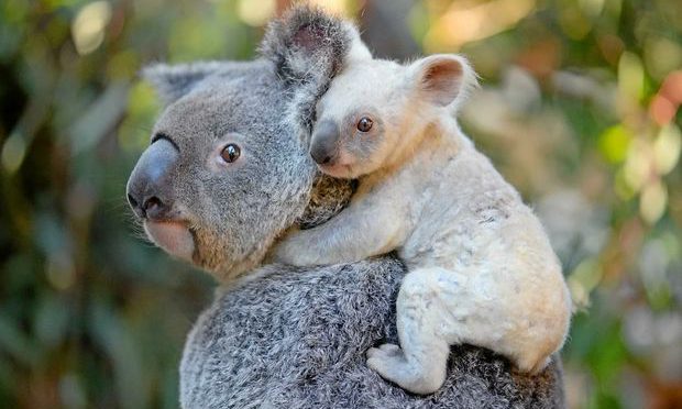 オーストラリア ライフスタイル＆ビジネス研究所：サンシャインコーストの動物園で白いコアラ誕生！