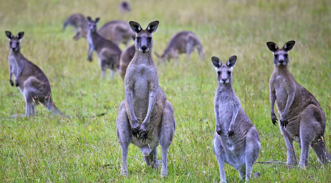オーストラリア ライフスタイル＆ビジネス研究所：食用検討を含むカンガルー間引き計画 議論