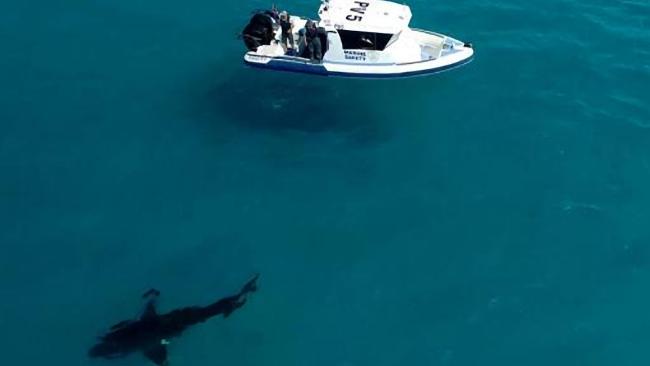 オーストラリア ライフスタイル＆ビジネス研究所：東部沖合のホホジロザメ生息数5,460匹と推計