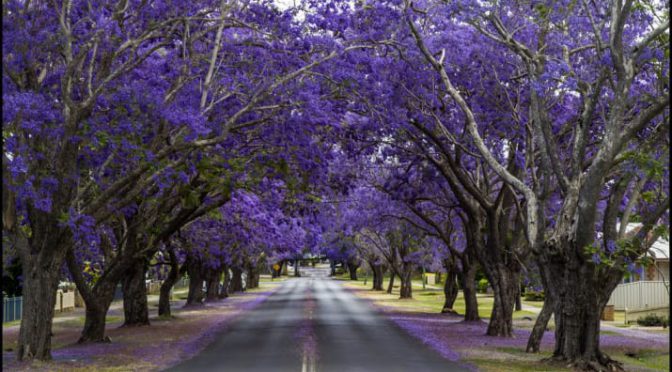 オーストラリア ライフスタイル ビジネス研究所 息を呑むほど美しい 世界各国 春の絶景お花畑 ジャカランダの並木道 Mewisemagic Net