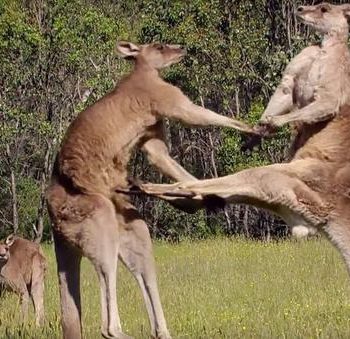 オーストラリア ライフスタイル＆ビジネス研究所：えさやり厳禁