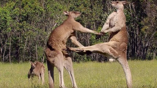 オーストラリア ライフスタイル＆ビジネス研究所：えさやり厳禁！カンガルー攻撃による観光客被害続出