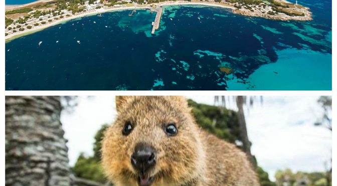 オーストラリア ライフスタイル＆ビジネス研究所：物議を醸した「天才！志村どうぶつ園」のロットネスト島取材