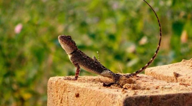 オーストラリア ライフスタイル＆ビジネス研究所：オーストラリアの爬虫類、7％が「絶滅寸前」
