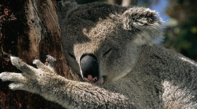 オーストラリア ライフスタイル & ビジネス研究所：WWFが発したコアラ絶滅の警告