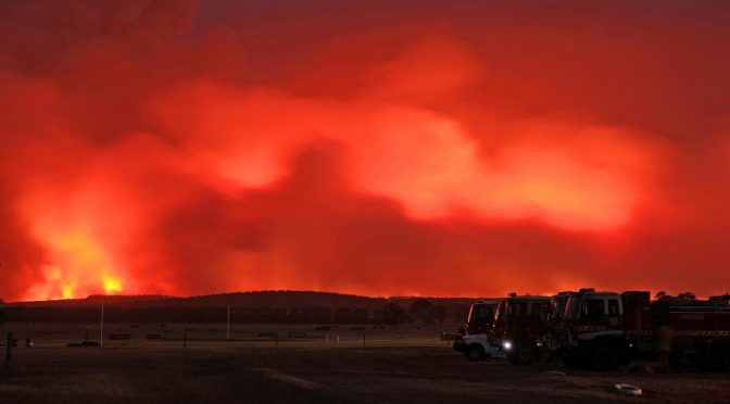 オーストラリア ライフスタイル＆ビジネス研究所：タスマニア森林火災、原生林古代種に絶滅の恐れ