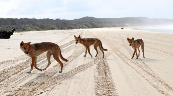 オーストラリア ライフスタイル＆ビジネス研究所：フレーザー島、ディンゴの管理体制見直し