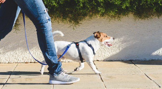 オーストラリア ライフスタイル & ビジネス研究所：キャンベラで、毎日1回は犬の散歩をしないと最大30万円の罰金刑施行