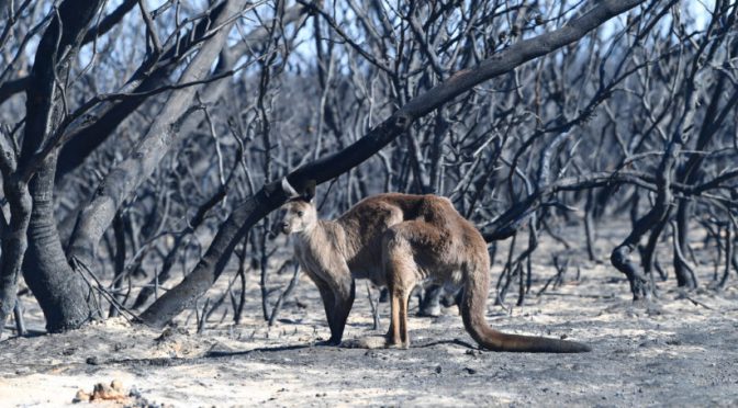 オーストラリア ライフスタイル＆ビジネス研究所：カンガルー島、森林火災から復興への道