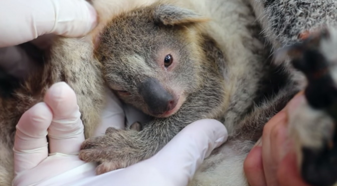 オーストラリア ライフスタイル＆ビジネス研究所：森林火災後初、コアラの赤ちゃん Ash 誕生