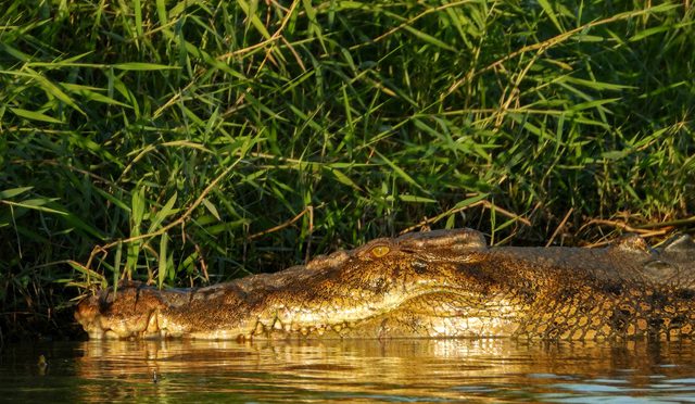 オーストラリア ライフスタイル＆ビジネス研究所：「黄金のワニ」撮影に成功、「クロコダイル ・ダンディー」出演と同種