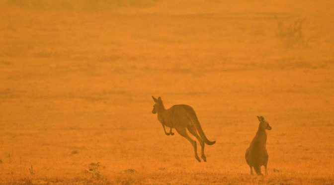 オーストラリア ライフスタイル＆ビジネス研究所：森林火災、野生動物30億匹が被害（WWF発表）