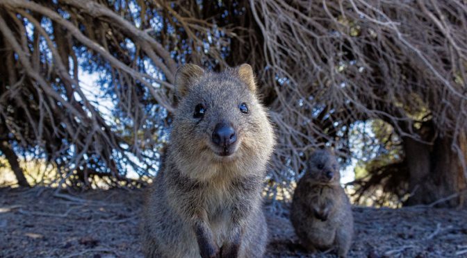 オーストラリア ライフスタイル ビジネス研究所 かわいい動物の動画 ストレスや不安を軽減か 西オーストラリア州観光当局 リーズ大学と研究 Mewisemagic Net