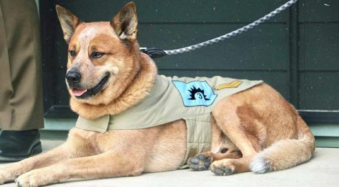 オーストラリア ライフスタイル＆ビジネス研究所：陸軍のマスコット犬 トビー・テビアス伍長、1年で10kgのダイエット成功