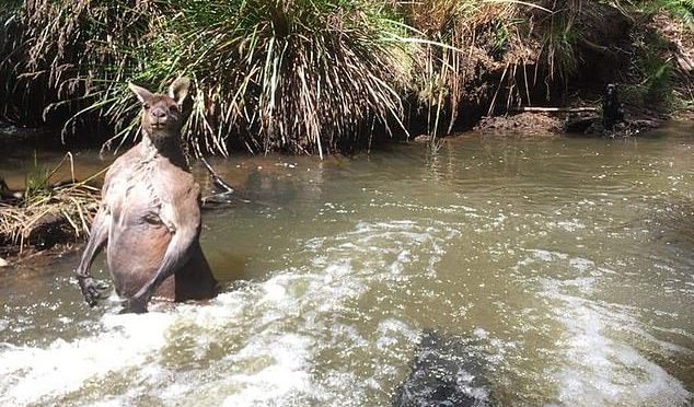 オーストラリア ライフスタイル＆ビジネス研究所：散歩中の男性、マーガレットリバーで巨大カンガルーに遭遇