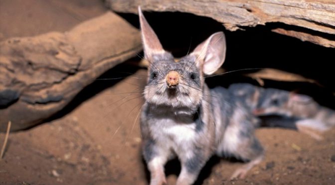 オーストラリア ライフスタイル＆ビジネス研究所：イースターはウサギならぬ危急種フクロウサギに注目