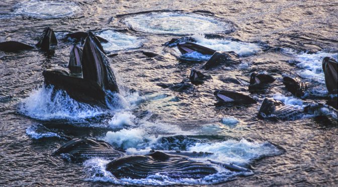 オーストラリア ライフスタイル＆ビジネス研究所：ザトウクジラの巨大な群れ、ニューサウスウェールズ沖で初の撮影に成功