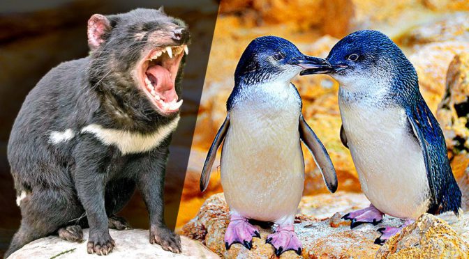 オーストラリア ライフスタイル＆ビジネス研究所：タスマニアデビル繁殖させた島でペンギン壊滅、保護活動の代償