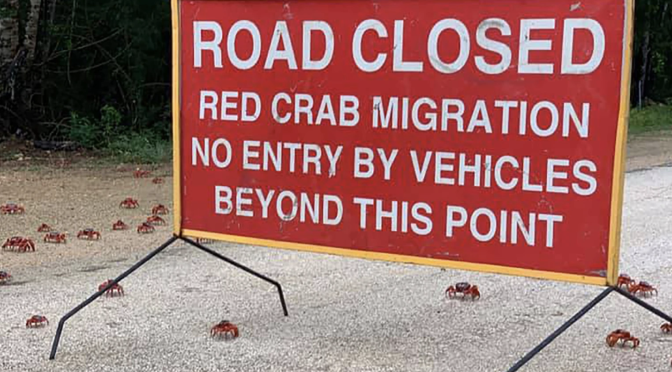 オーストラリア ライフスタイル＆ビジネス研究所：クリスマス島でアカガニの大移動始まる、保護のため道路は閉鎖