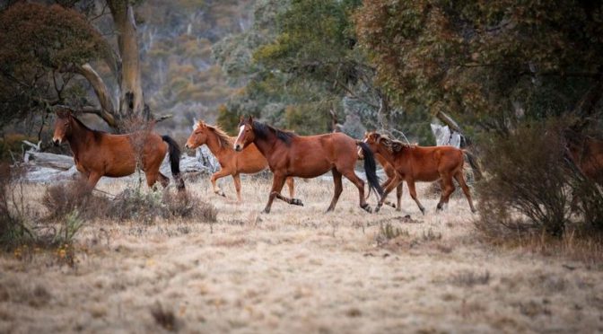 オーストラリア ライフスタイル＆ビジネス研究所：貴重な生態系を破壊する野生の馬1万頭以上の処分決定