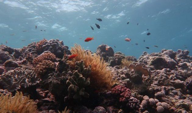 オーストラリア ライフスタイル＆ビジネス研究所：サンゴ保護へ排出削減を。温暖化の難逃れは2％だけ