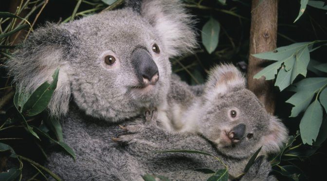 オーストラリア ライフスタイル＆ビジネス研究所：コアラ「絶滅危惧種」に。森林火災などで危険増大