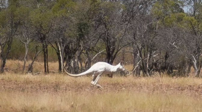 オーストラリア ライフスタイル＆ビジネス研究所：草原に現れた真っ白なカンガルー。専門家は「アルビノではなく白変種」