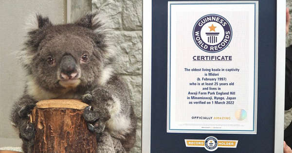 オーストラリア ライフスタイル＆ビジネス研究所：世界最高齢コアラ みどり 25歳で亡くなる