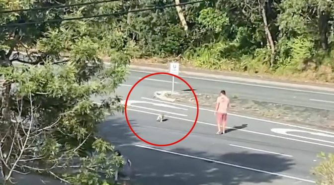 オーストラリア ライフスタイル＆ビジネス研究所：コアラ優先、ゴールドコースト幹線道路で男性が通行を止める